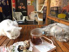 -喵屿·大理花园猫咖