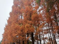 -白鹭湾湿地公园