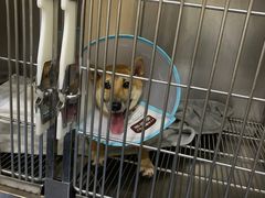 -美联众合动物医院(·中兽医·疑难杂症·严家桥分院)