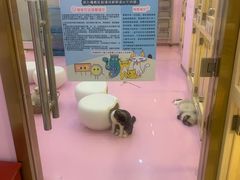 -爪爪喵星球·猫舍(前海卓越店)