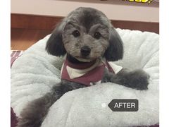 -Oh My Dog宠物沙龙(伊珊娜皮毛护理店)