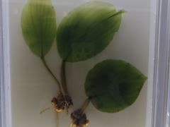 -广东中医药博物馆