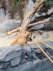 -Zoolung Zoolung动物主题公园(海信广场店)