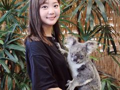 -麦考利夫人座椅