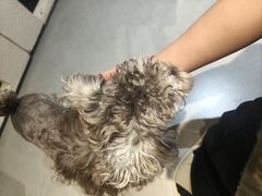 -琪喵猫屋·撸猫猫咖·猫舍