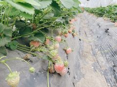 -喜杨洋草莓采摘园