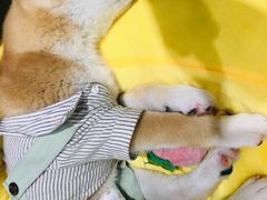 -逗柴咖啡屋·狗咖猫咖宠物桌游