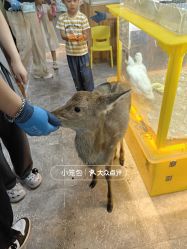 -神奇动物撸宠馆·羊驼·小浣熊·异宠(豫园店)