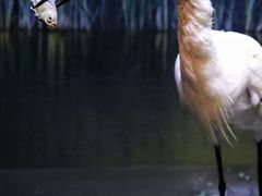 景点-上海自然博物馆