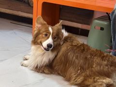 -我爱猫咪·猫咖·狗咖·安哥拉兔·羊驼咖(小寨华旗店)