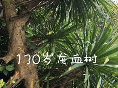 -野象谷景区