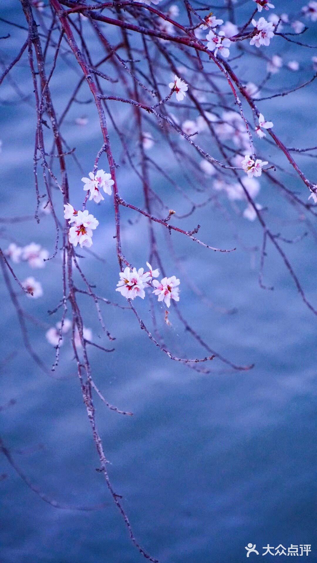 3月踏春｜颐和园｜夜幕下的山桃🌸