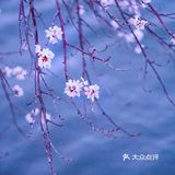 3月踏春｜颐和园｜夜幕下的山桃🌸