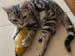 -猫十亿·布偶金渐层·曼基康矮脚猫舍(青年路店)