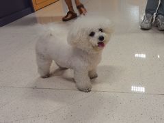 -帕帕拉兹宠物(亚洲旗舰店)