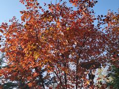 -大兴滨河森林公园