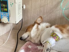 -北京观赏动物医院·24小时大型综合·猫专科·异宠专科