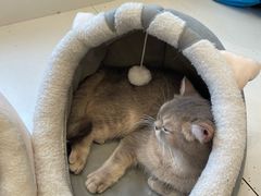 -Let's go狗咖·猫咖·奶狗·桌游(春熙路IFS店)