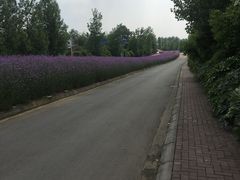 -紫颐香薰山谷景区