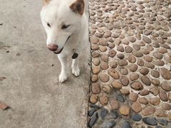 -柴犬高等学院·狗咖·柴犬售卖·宠物训练