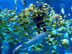 -太平洋海底世界