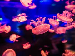 -海合安成都极地海洋公园