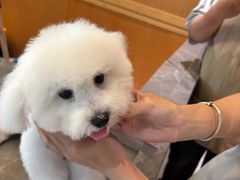 -帕帕拉兹宠物(亚洲旗舰店)