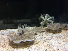 -暹罗海洋世界