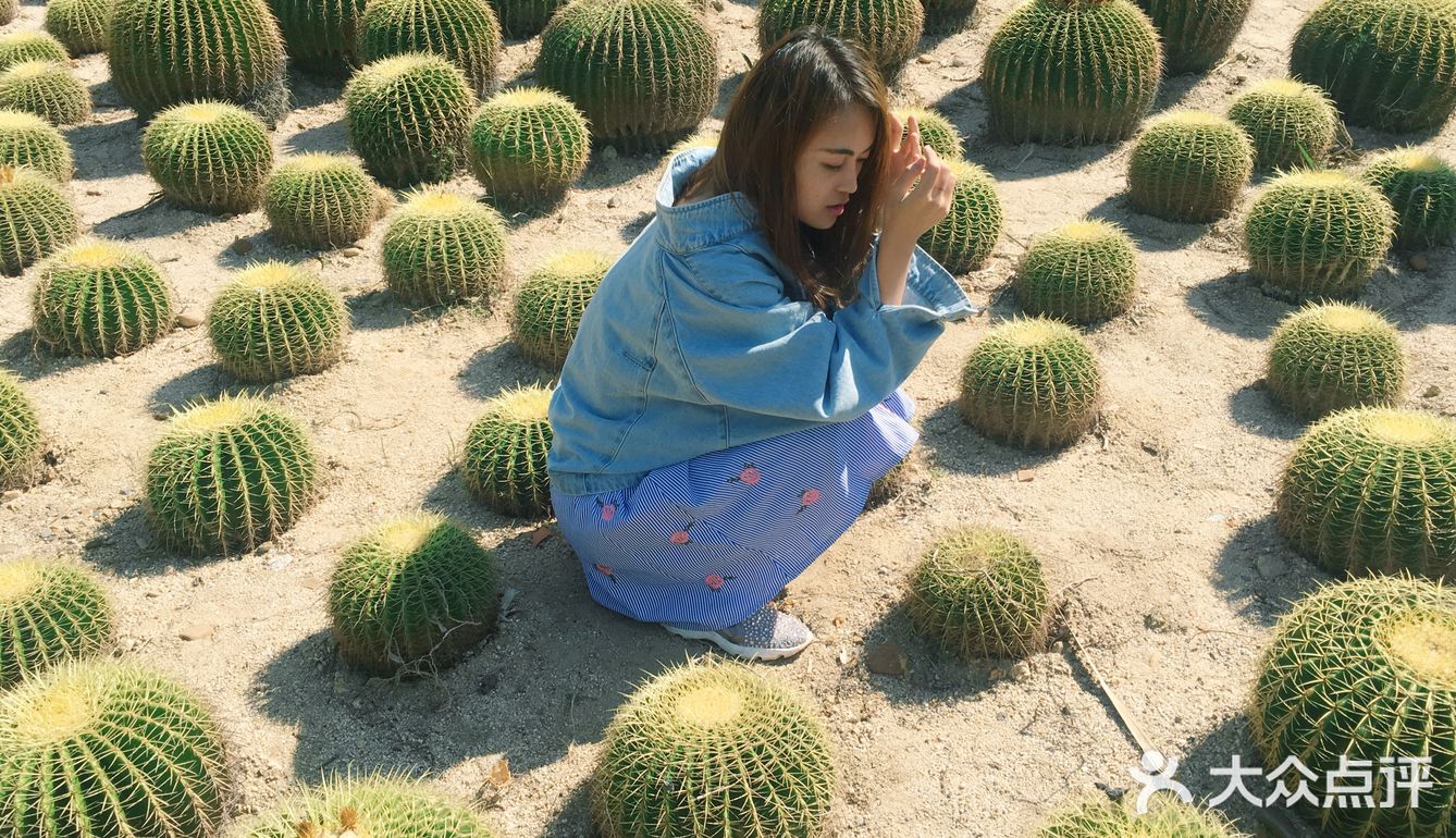 我在南方看仙人掌
