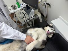 -达爱动物医院·犬猫分区·CT·复杂眼科(远洋山水分院)