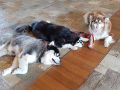 -长白山凯悦酒店·市集咖啡厅