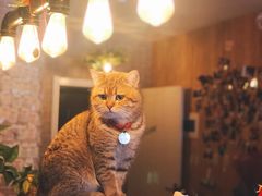 -名猫咖啡馆·撸猫·拼豆