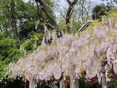 -南京古林公园