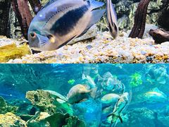 -上海海洋水族馆