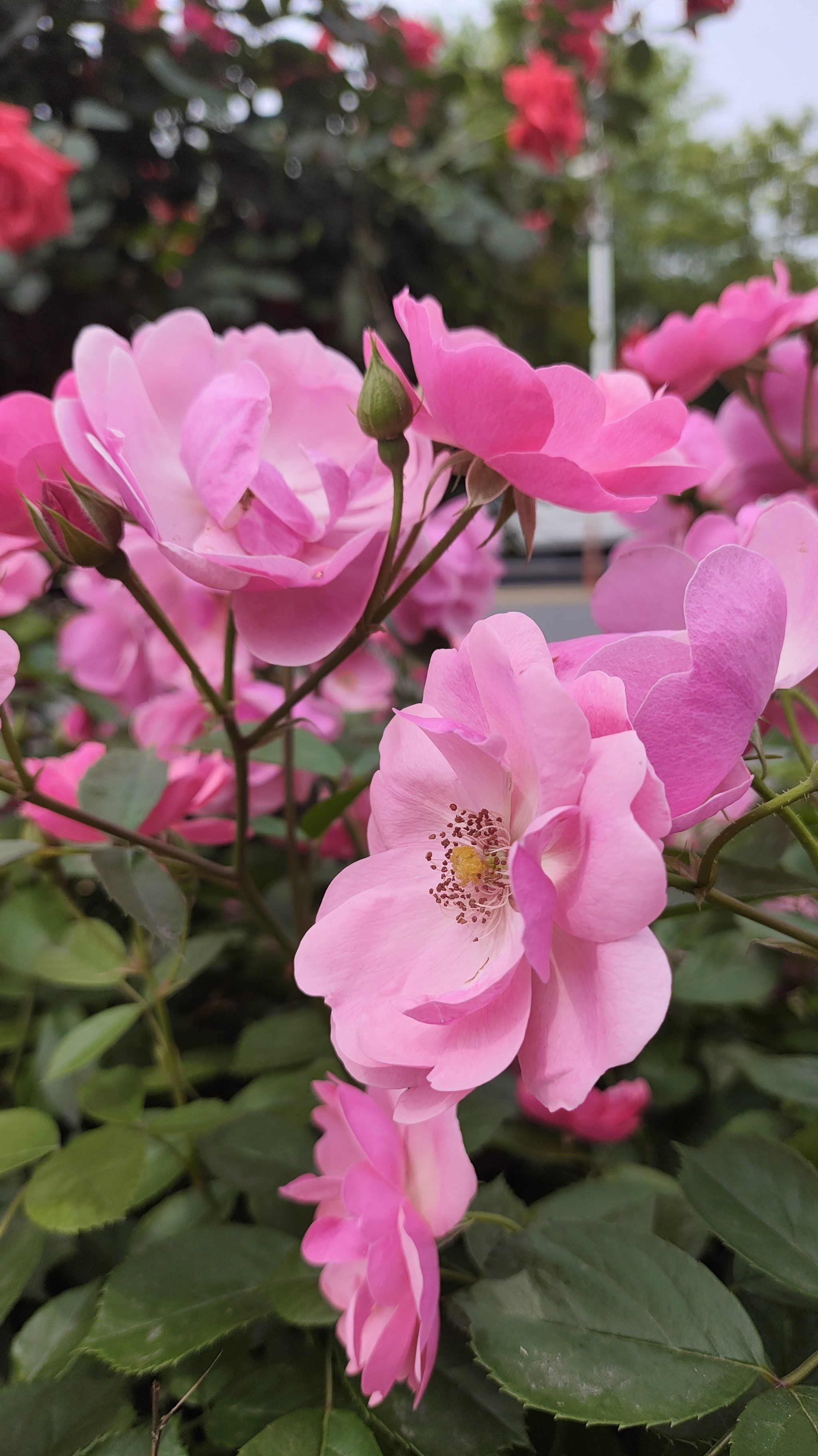 谁不爱这人间的四月呀