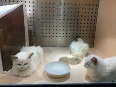 -瞄一喵猫咖(格力海岸店)