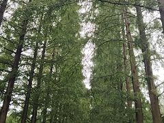 -黄海国家森林公园