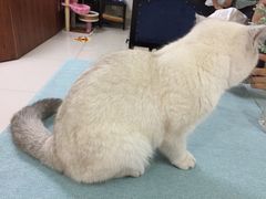 -鼓捣猫呢主题猫咖店