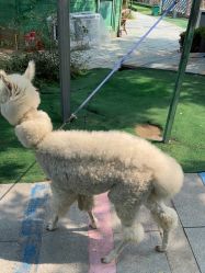 -萌宠亲子动物乐园(槐房万达店)