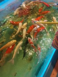 -卡通尼·Safari非洲探索乐园·生日会(金桥国际商业广场店)