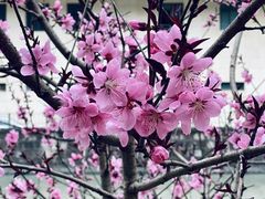 -黄兴公园