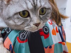 -美联众合动物医院(·中兽医·疑难杂症·严家桥分院)