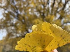 -千年银杏谷文化旅游区