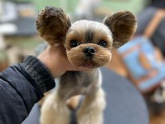 -鑫艺宠物美容培训学校