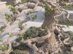 -石家庄市植物园