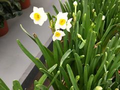 -荷兰花海