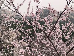 -北京凤凰岭