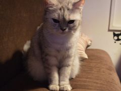 DSC_0349-喵园·猫主题咖啡厅·撸猫·猫咖(国贸店)