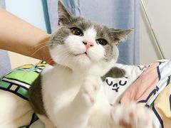 -东方名猫馆·英短金渐层布偶猫舍(环线广场1号楼店)