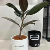 春日咖啡日记☕️🌱
